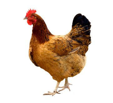 Red Hen/ Gallina Roja