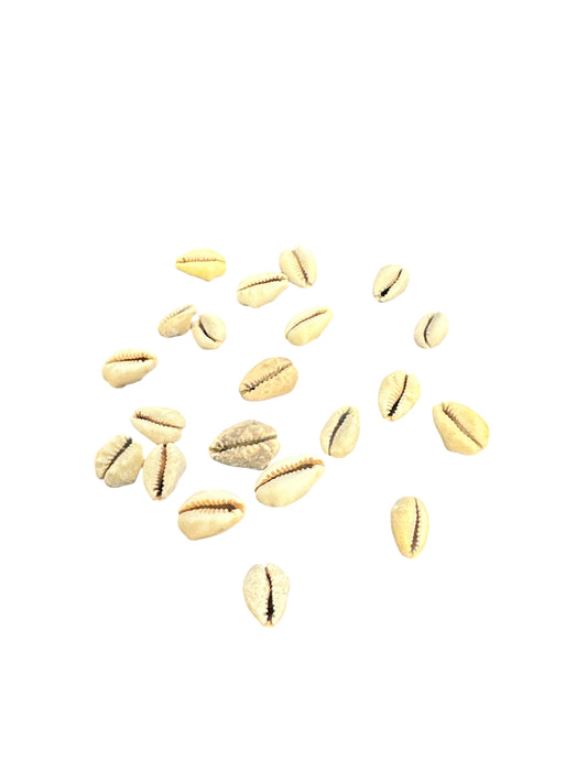 Owo Ero hand (21 cowries) Divination Cowrie