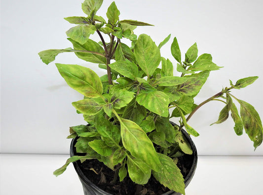 Purple Basil Plant (Albahaca Morada) 1 gallon