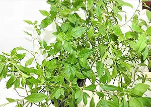 Arrasa Con Todo Plant 1 gallon