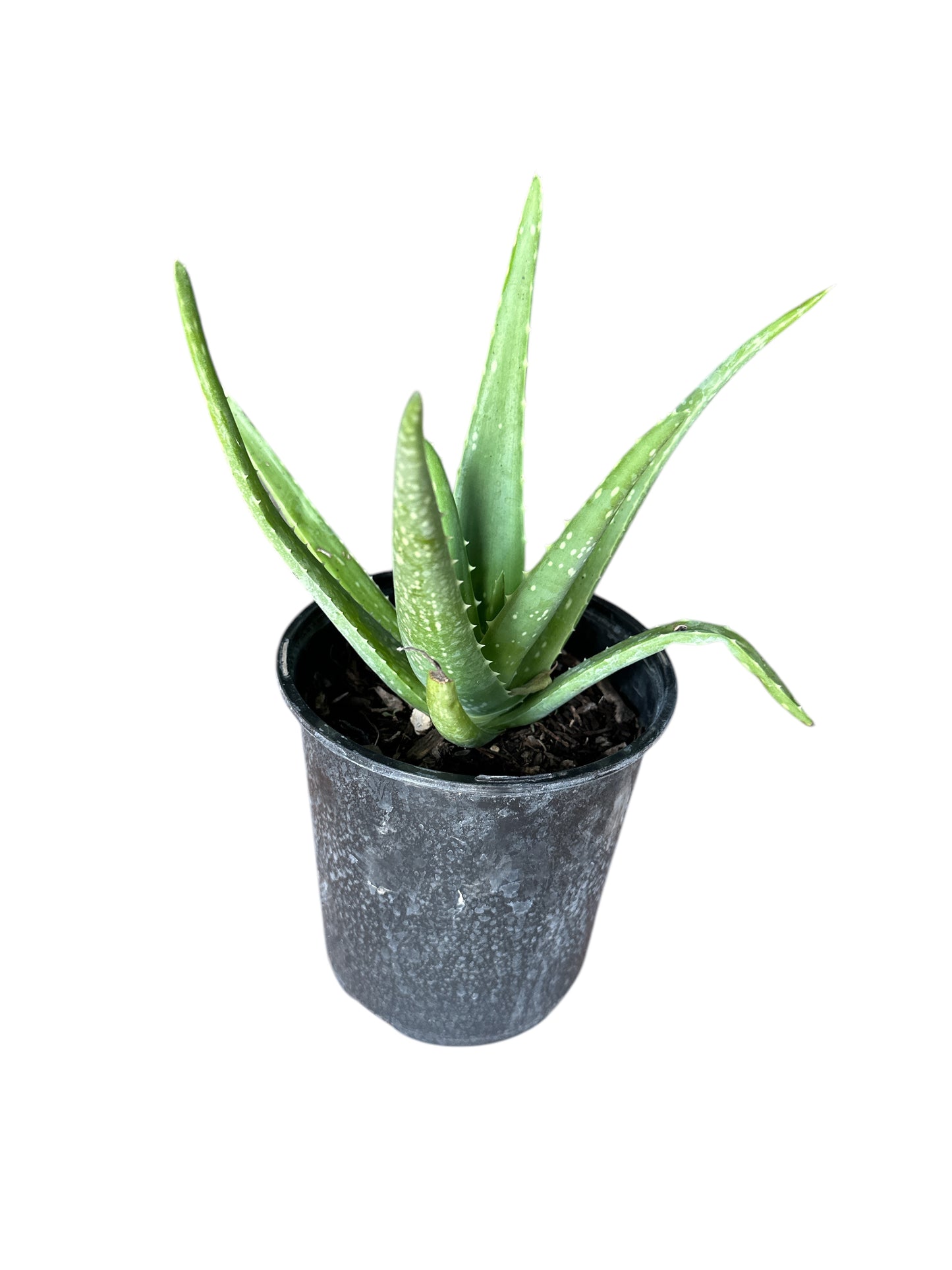 Aloe Vera Plant (Sabila)  1 gallon