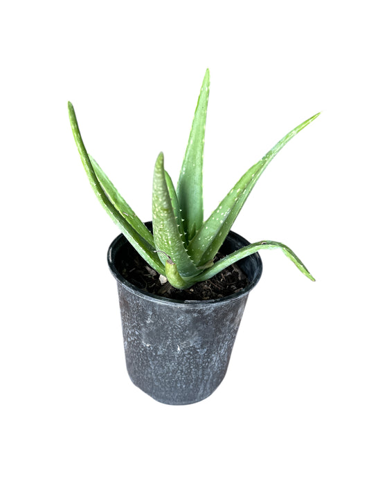 Aloe Vera Plant (Sabila)  1 gallon
