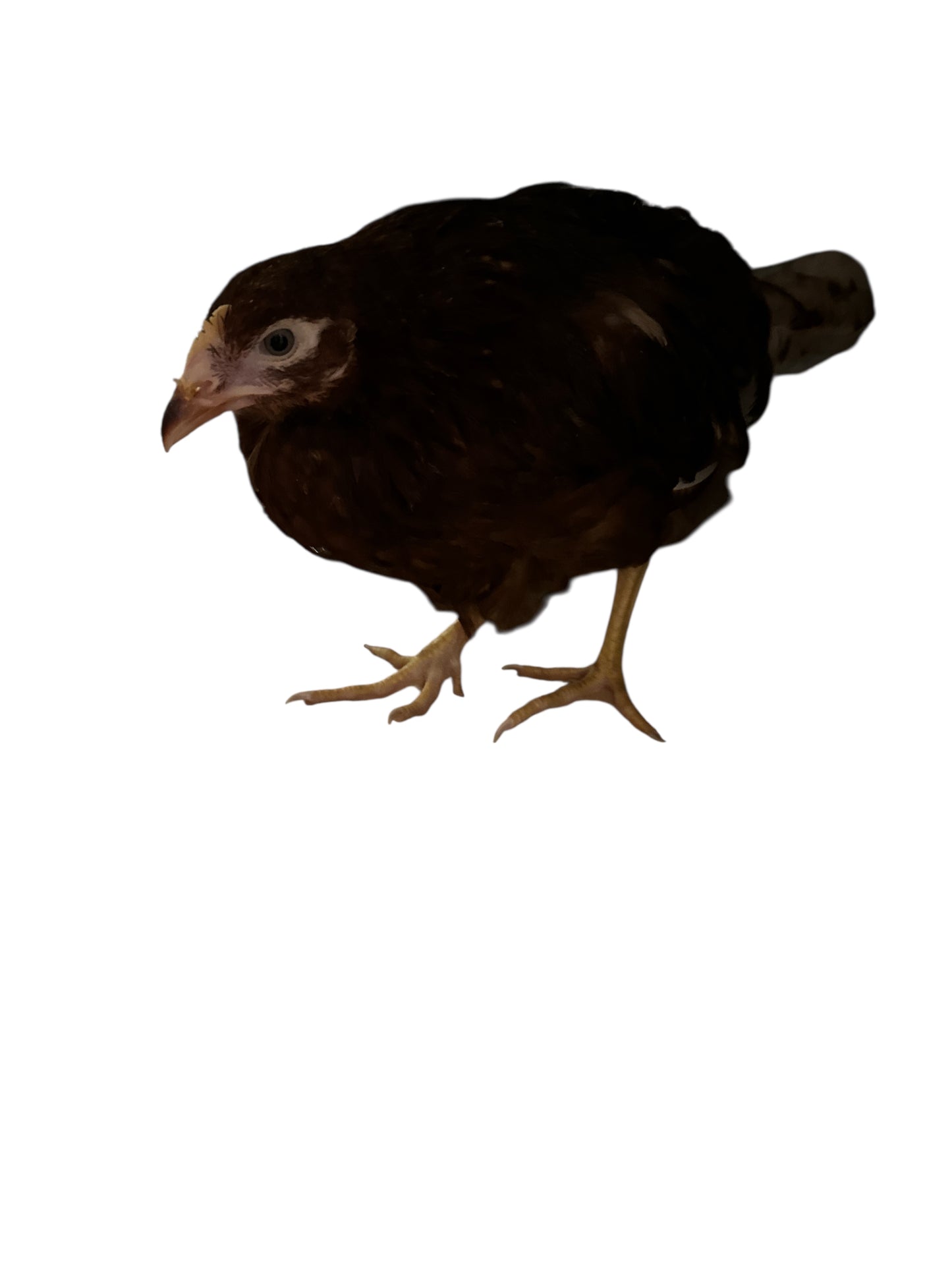 Chick/ Pollito (Elegua o paraldo)