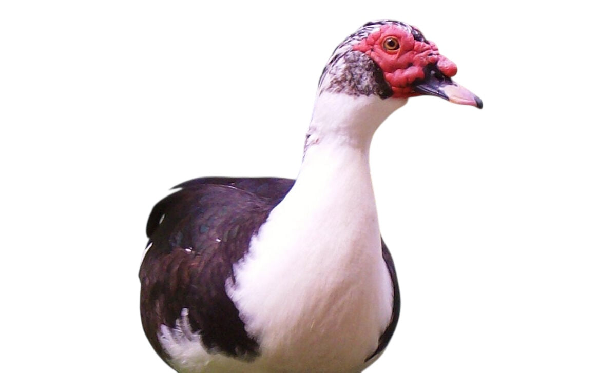 Live Duck