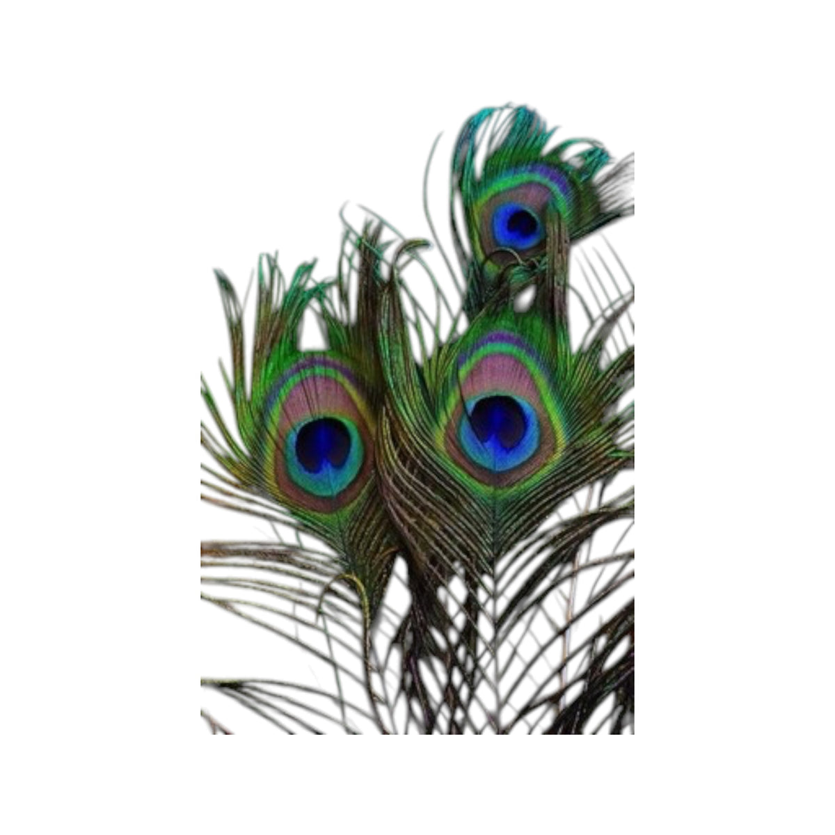 Peacock Feather