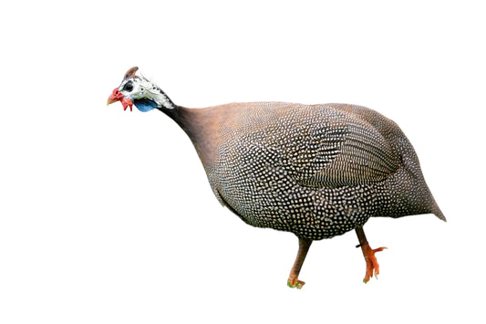 Guinea o Guineo
