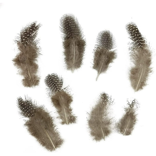 Guinea Feather (Pluma Guinea) 1 Unit