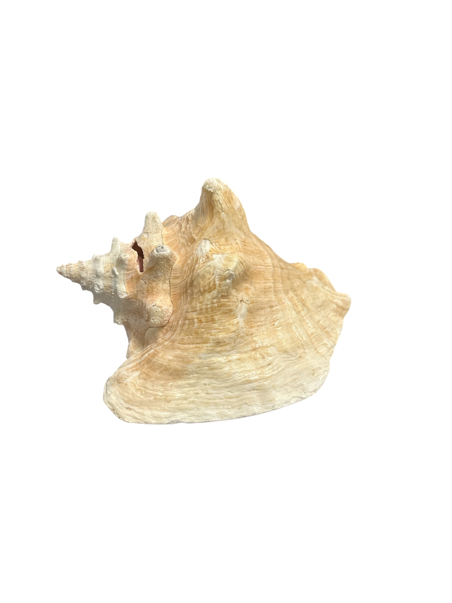 Cobo Snail