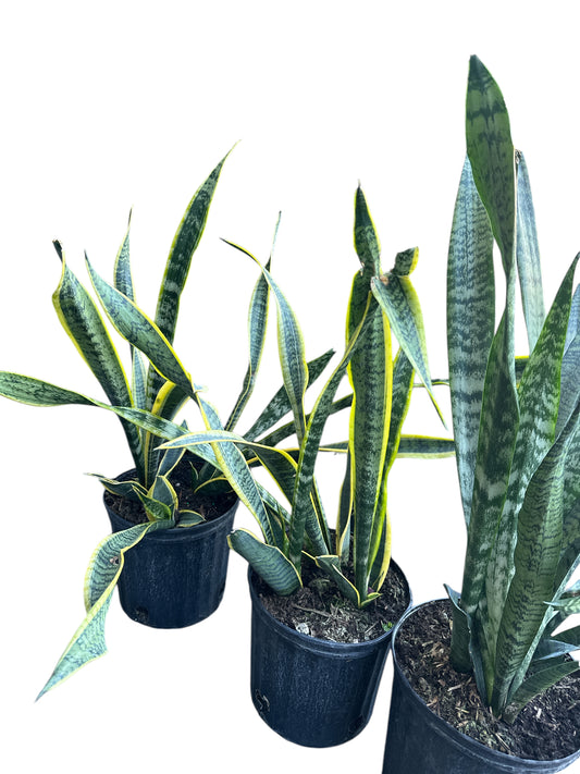 Mother in law's tongue Female Plant (Lengua de vaca) 3 gallons