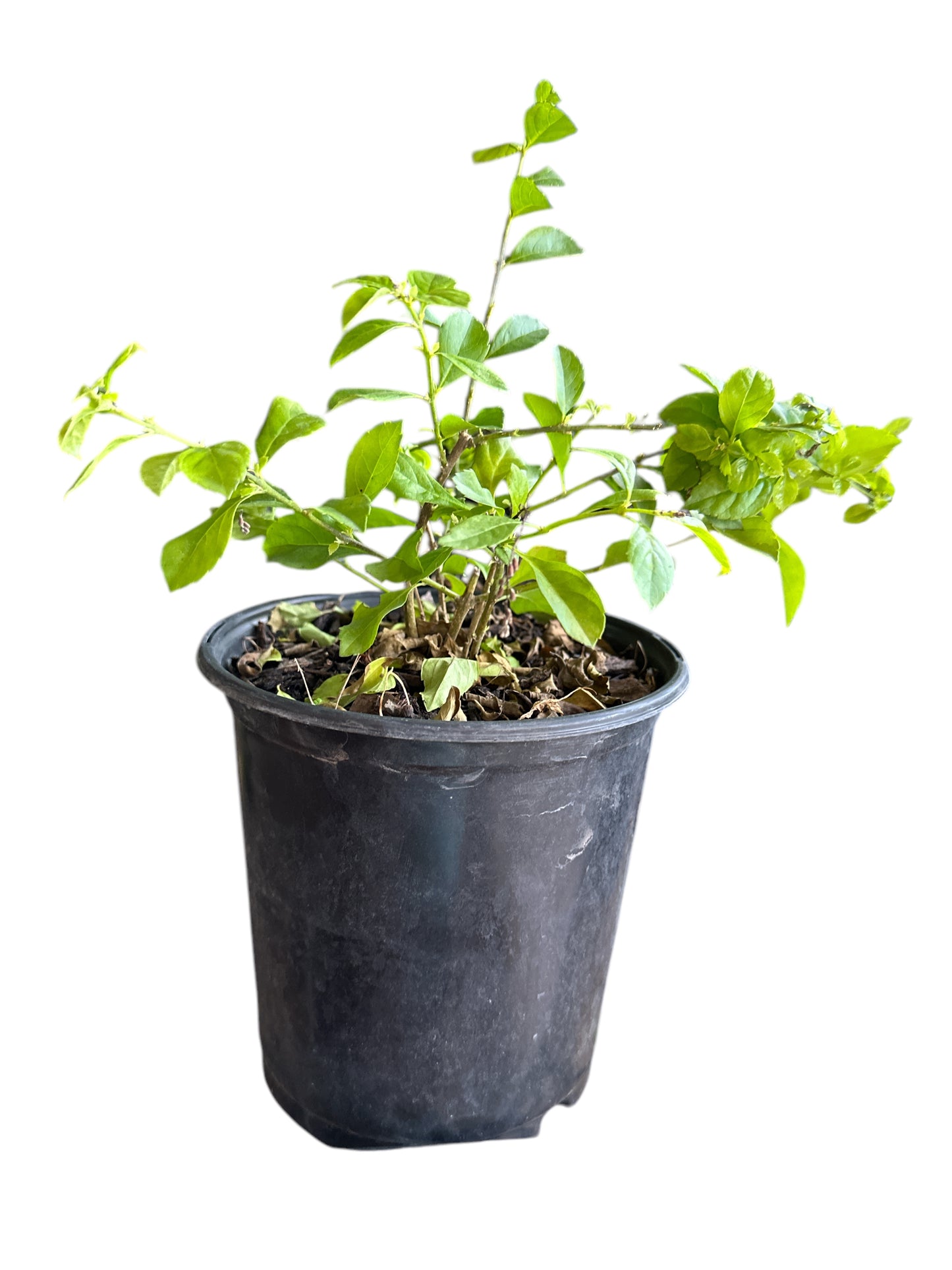 Para Mi Plant