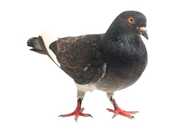 Dark Dove (Paloma)
