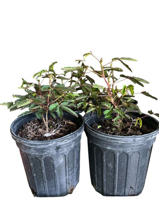 Fresh Sleepy Plant (Dormidera)