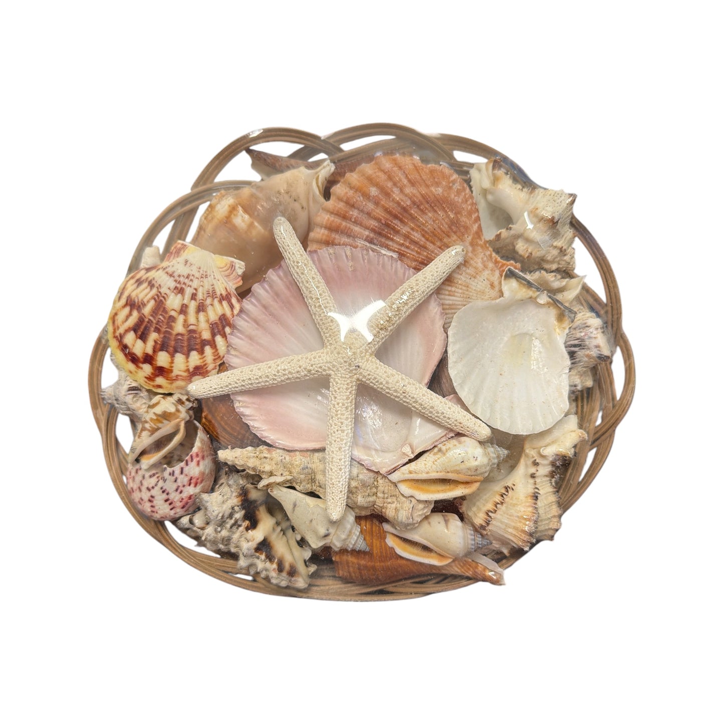 Shell Basket ( Religious Use and Spiritual Decor) 8" diameter