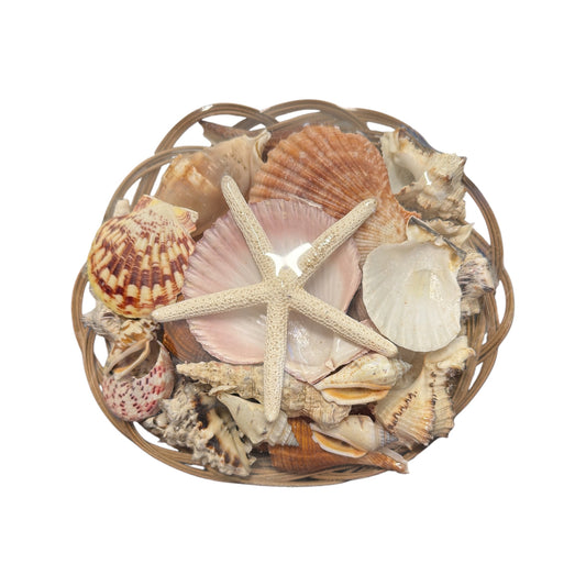 Shell Basket ( Religious Use and Spiritual Decor) 8" diameter