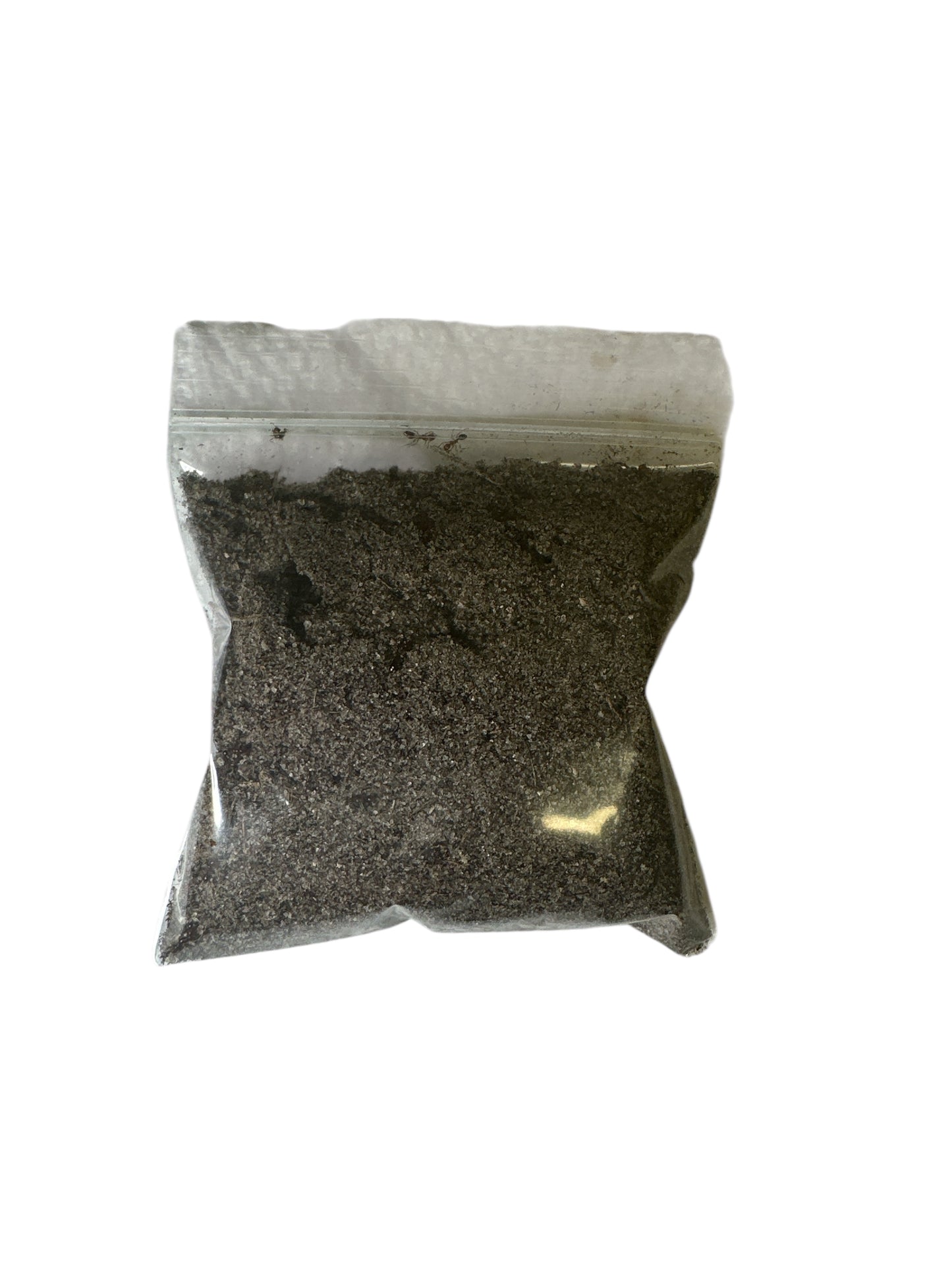 Wild Ant Soil 2 oz