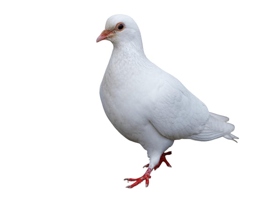 White Dove/Paloma Blanca
