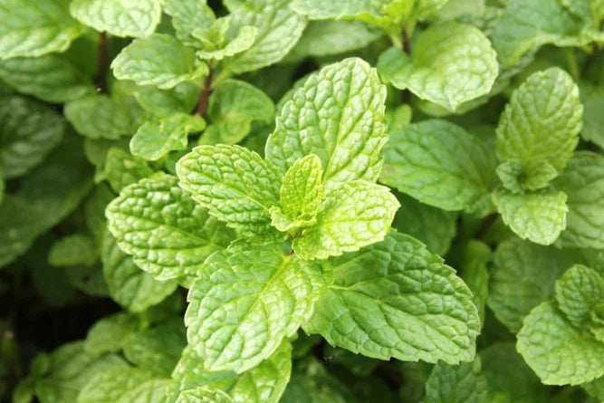 Mint Plant (Menta) 1 gallon