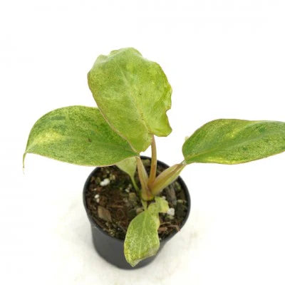 Paraiso Plant 1 gallon
