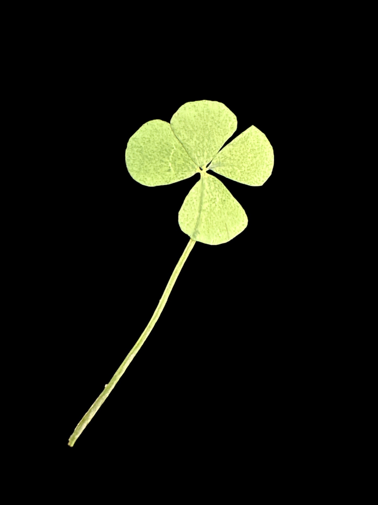 Clover Leaf/ Hoja de Trebol