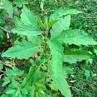 Planta Epazote/ Apazote