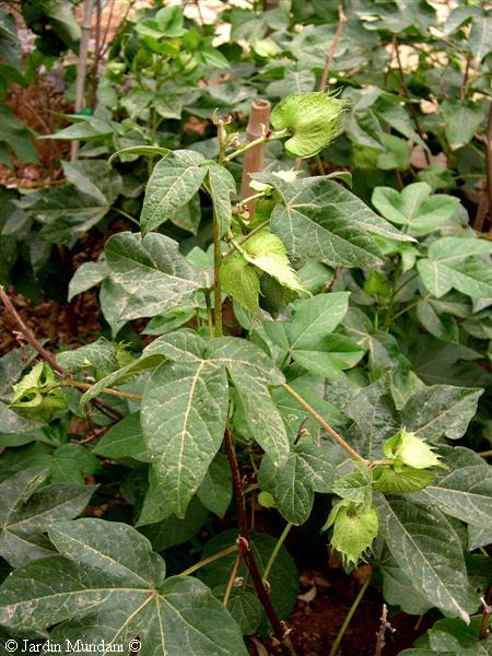 Cotton Plant in cuttings (Algodon)