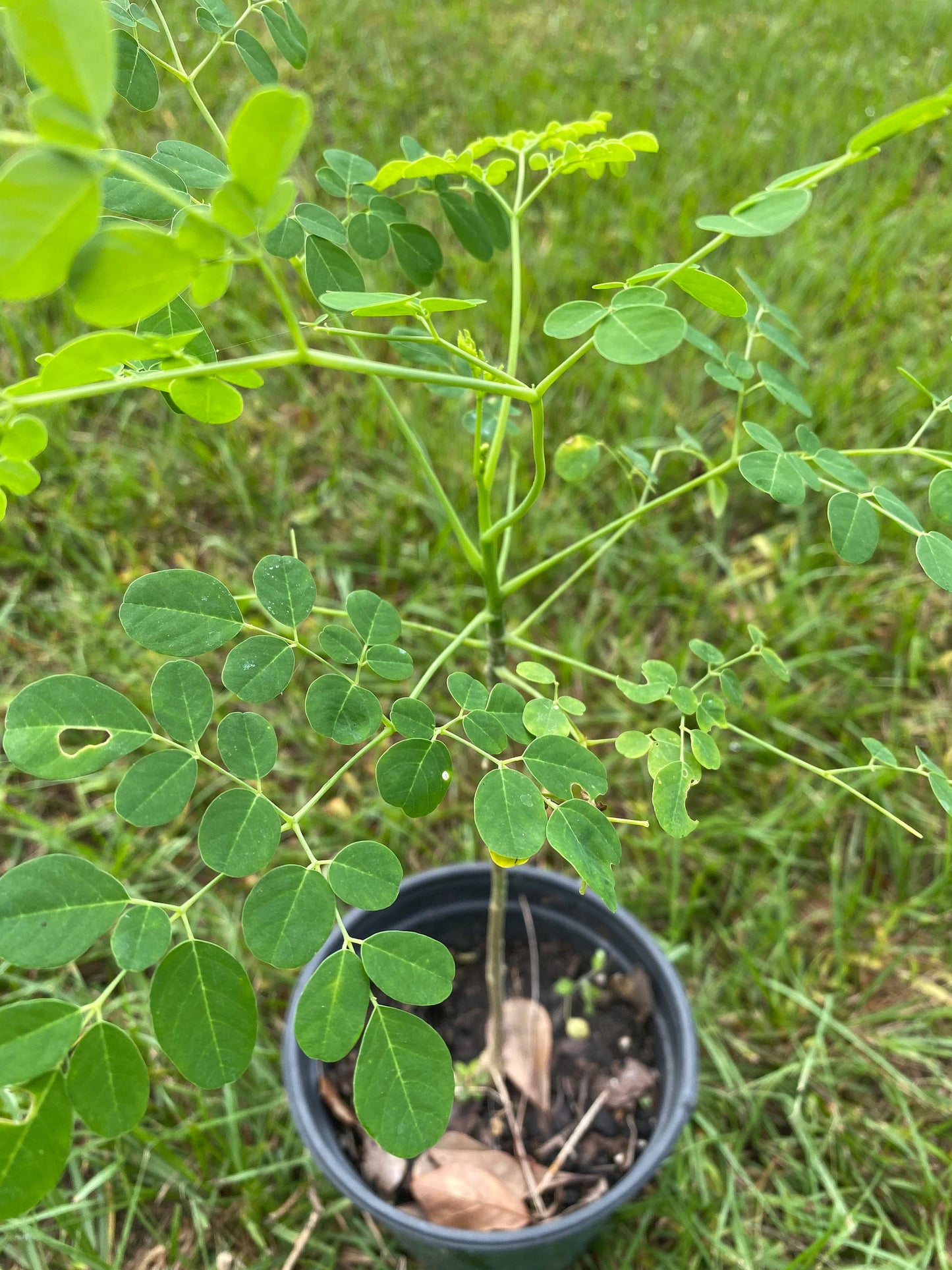 Planta  Moringa