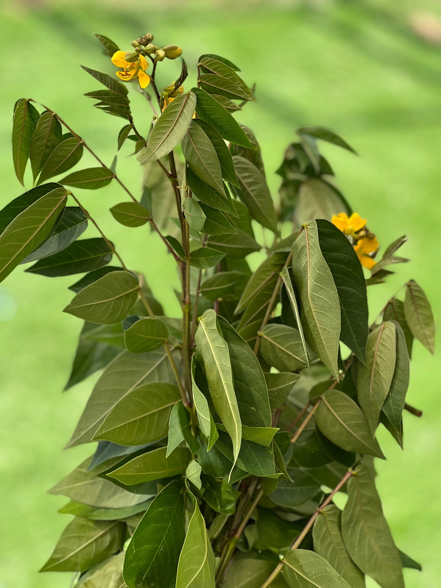 Planta Guanina / Hedionda