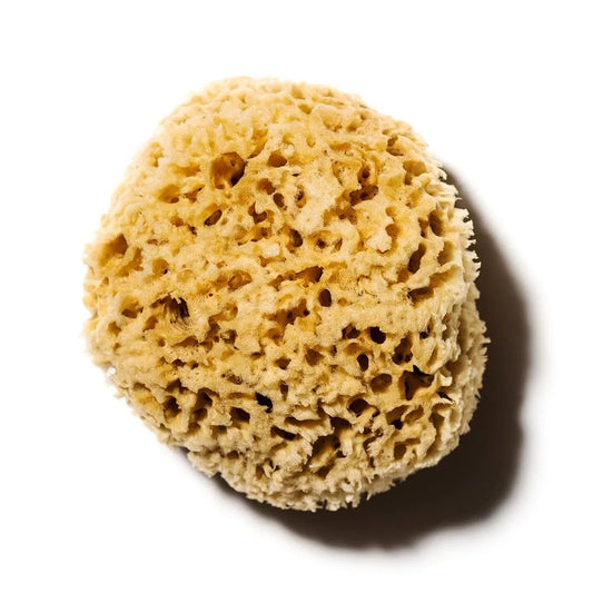 Sea Sponge