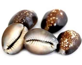 Tiger Cowry Shell