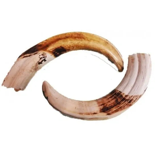 Wild Boar Tusk